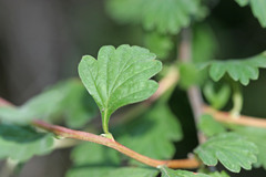 Holodiscus discolor discolor