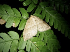 Nothoporinia mediolineata