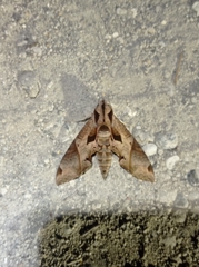 Eumorpha satellitia