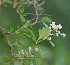 Holodiscus discolor discolor