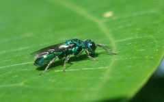 Trichrysis cyanea