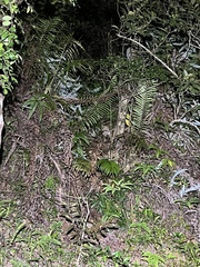 Prionailurus bengalensis