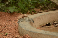 Funambulus palmarum