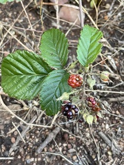 Rubus pinnatus