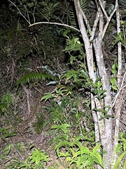 Prionailurus bengalensis