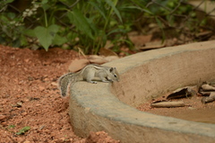 Funambulus palmarum