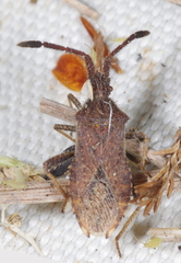 Coriomeris denticulatus