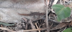 Lepidoblepharis sanctaemartae
