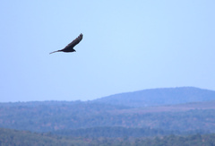 Cathartes aura image