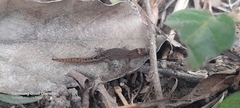 Lepidoblepharis sanctaemartae