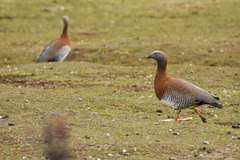Chloephaga poliocephala