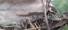 Lepidoblepharis sanctaemartae