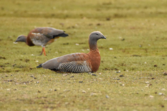 Chloephaga poliocephala