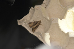 Ercheia
