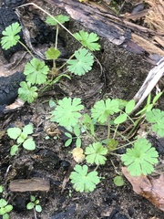 Geranium carolinianum