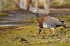 Chloephaga poliocephala