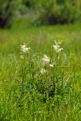 Filipendula ulmaria