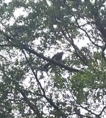 Accipiter trivirgatus