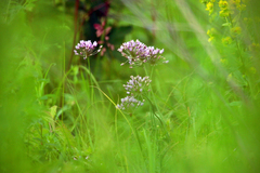 Allium angulosum
