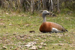 Chloephaga poliocephala