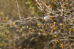 Leptasthenura aegithaloides