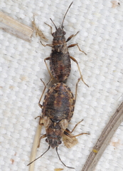 Nithecus jacobaeae