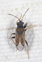 Peritrechus