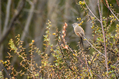 Leptasthenura aegithaloides