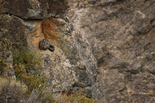 Common Moutain Viscacha