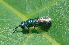 Trichrysis cyanea