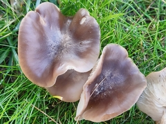 Lyophyllum decastes