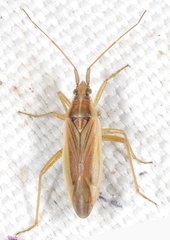 Stenodema holsata