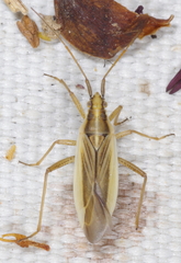 Stenodema holsata