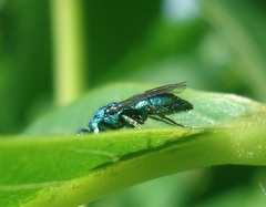 Trichrysis cyanea