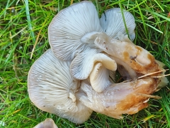 Lyophyllum decastes