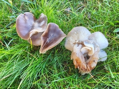 Lyophyllum decastes