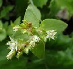 Crassula pellucida brachypetala