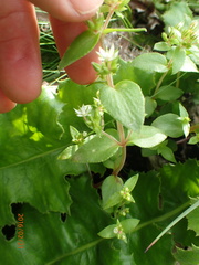 Crassula pellucida brachypetala