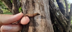 Anolis gaigei