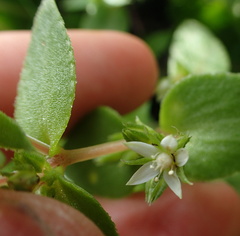 Crassula pellucida brachypetala