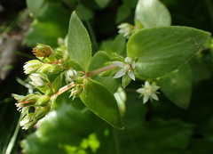 Crassula pellucida brachypetala