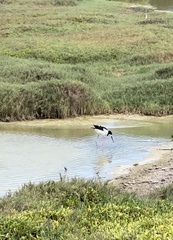 Himantopus mexicanus knudseni