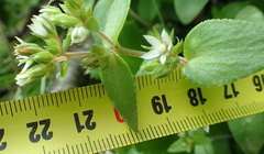 Crassula pellucida brachypetala