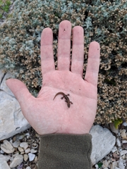 Cryptactites peringueyi