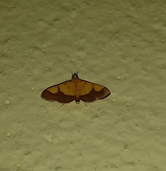 Endocrossis flavibasalis