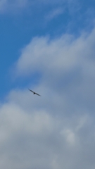 Buteo jamaicensis