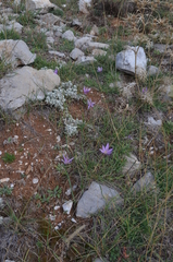 Colchicum boissieri