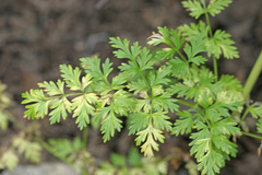 Lomatium multifidum