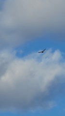 Buteo jamaicensis