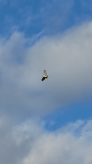 Buteo jamaicensis